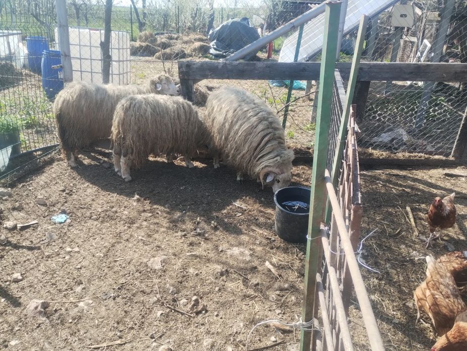 Berbeci de anul trecut