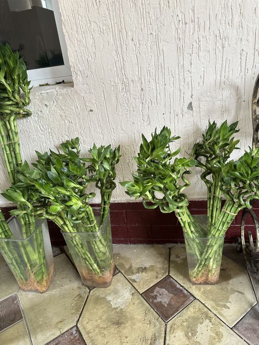 Бамбук в наличии