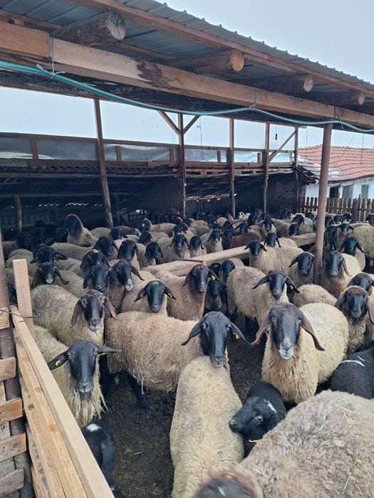 Vând oi bune de ținut fatate și nefatate