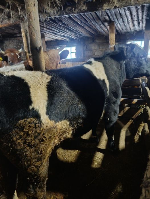 Продам годовалый бычков