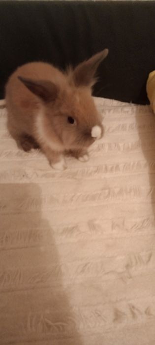 Продам кролика с клеткой