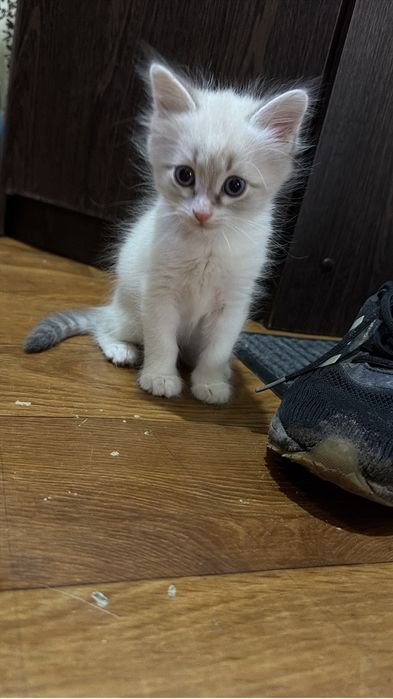 Отдам котенка в добрые руки