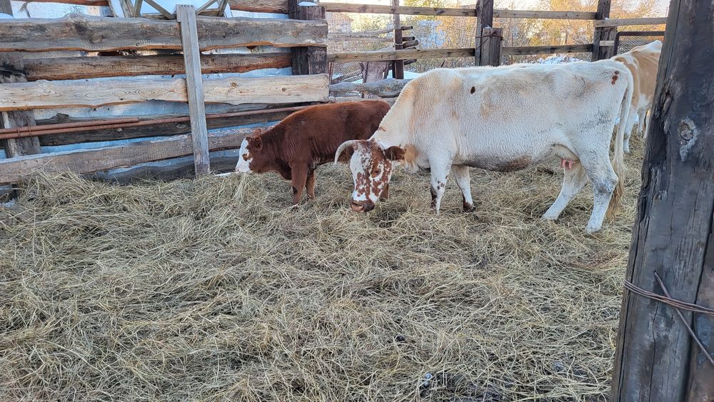 Корова с телёнком