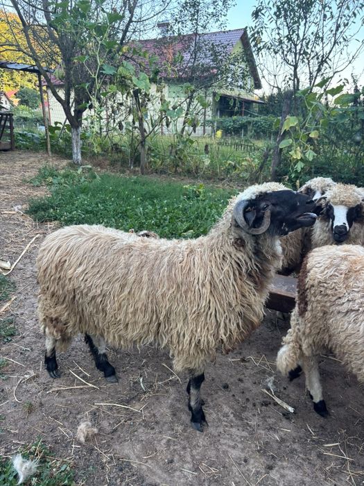 Noatin frumos și gras