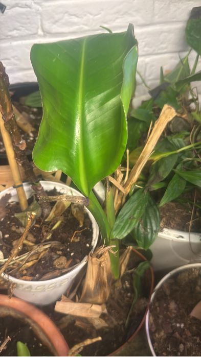 Фиалки по  500 тг