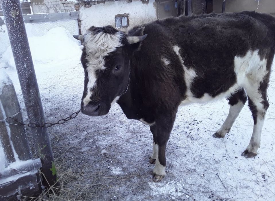 Сиыр сатылады.2 туған.Саудасы бар