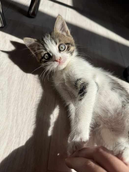 Котенки, 1 мальчик и 2 девочки