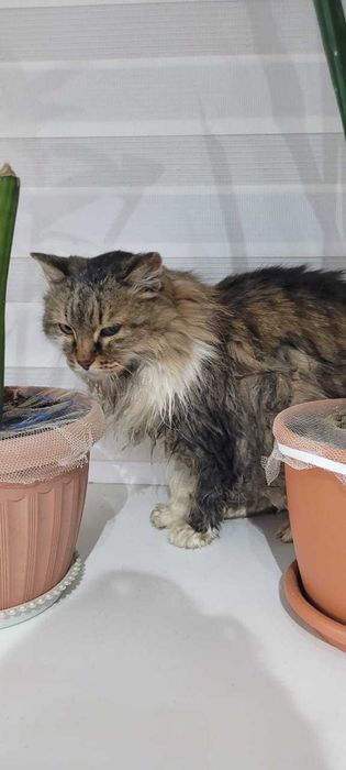 Отдам в добрые руки кошечку