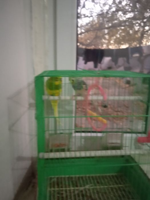 Екі папугай сатылады бағасы 30000тг екеуі