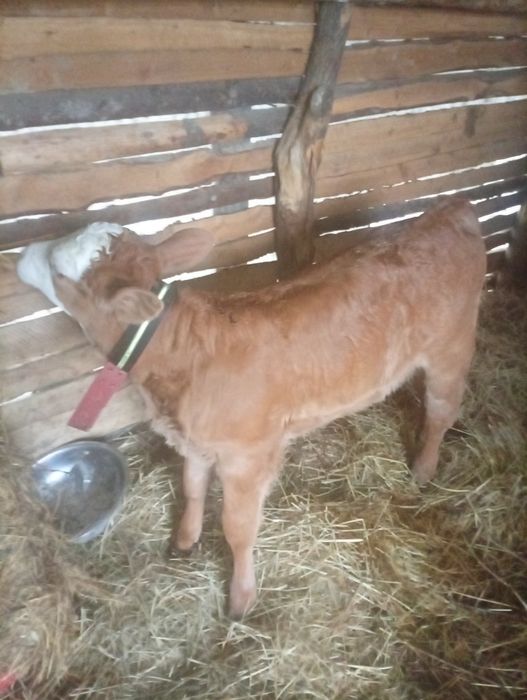 Vând vitea în vârstă de 6 saptamani