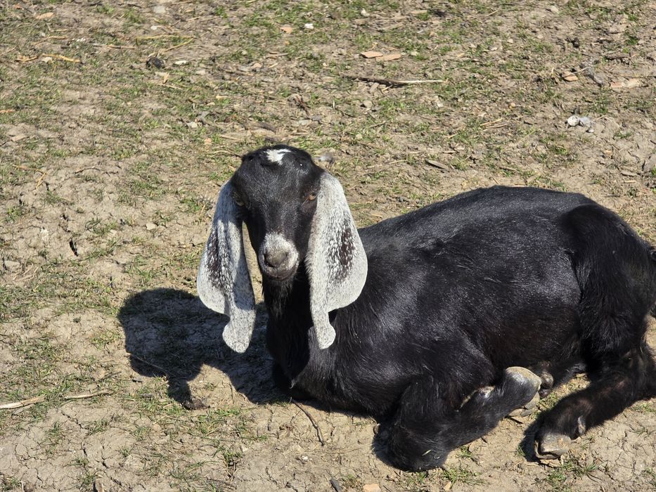 Iedute anglo nubiene