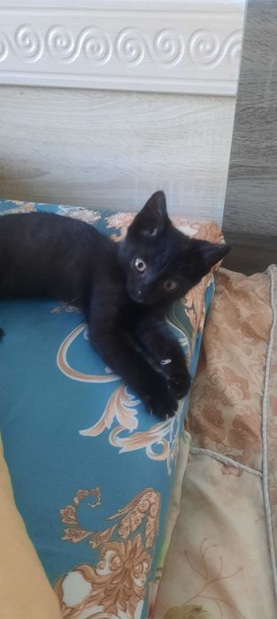 Котёнок 2-3 месяца даром