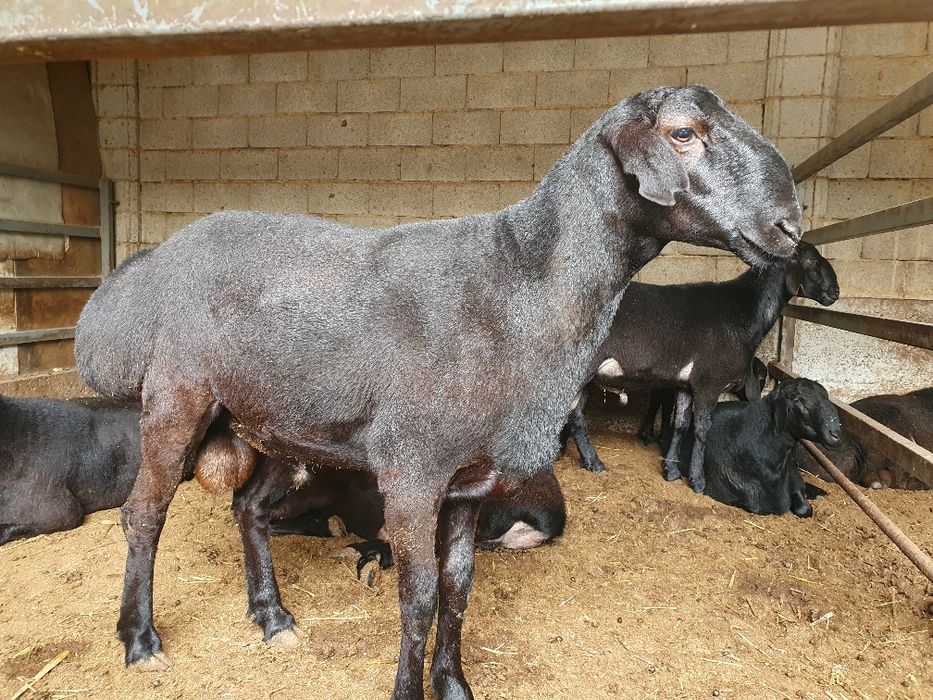 Семиз куйлар бор