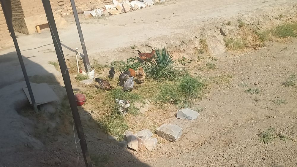 3 tovuq  8 dona jujalar    Jami 11 dona    3 donasi birama