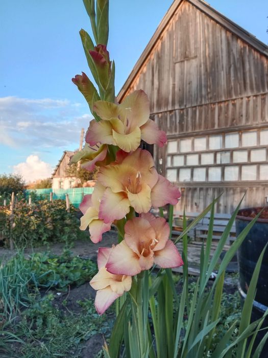 Продам дачу по мамлютской трассе ракета  общество