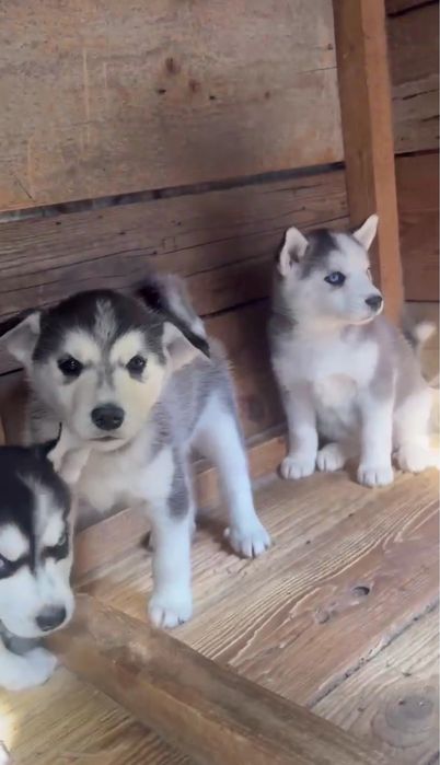 Caine husky siberian - femela 6 saptamani - vaccinati si deparazitati