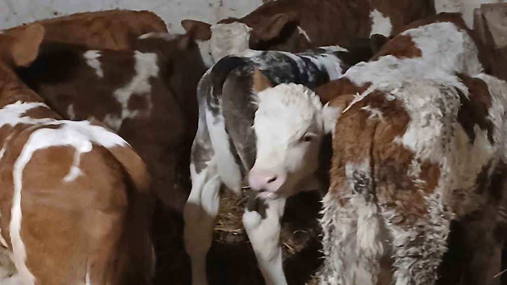 Vitei baltata românească si belgian