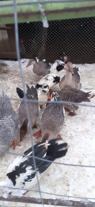 Vand rațe și gâște de  anul 2025