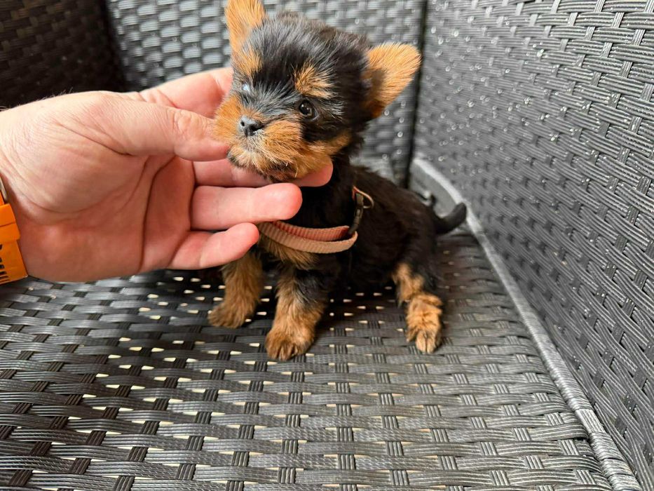 Мини Йоркширски териер Актуално от 29.12.2025