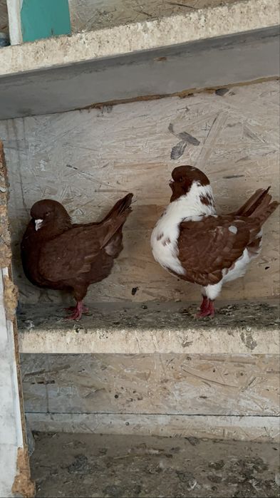 Продаи пару голубей МАДЕНЫ !