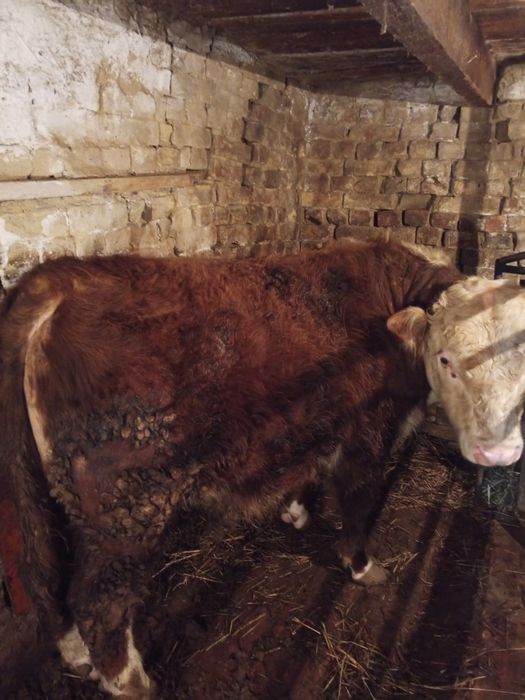 Продам бычка срочно