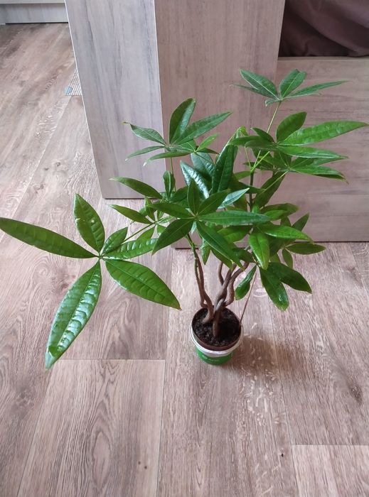 Комнатные цветы продажа