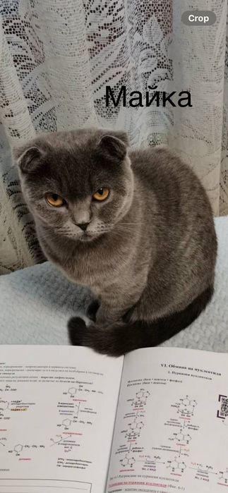 Малки сини британки/шотландки