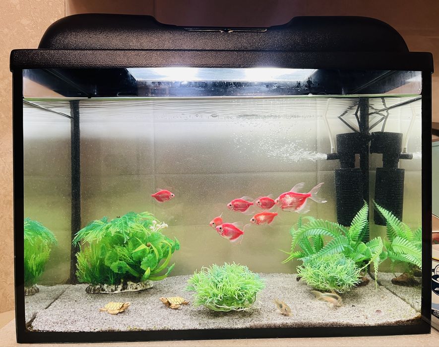 Аквариум с рыбками