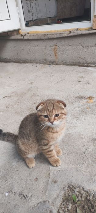 Кошка мушук скоттиш фолд