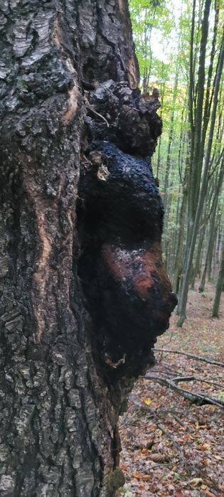 CHAGA - Ciuperca medicinala - PROASPATA