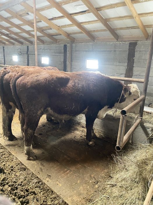 Букалар сатылады бык быки