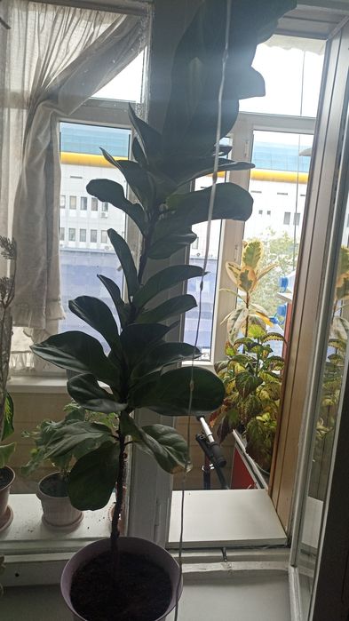 Комнатные цветы крупные
