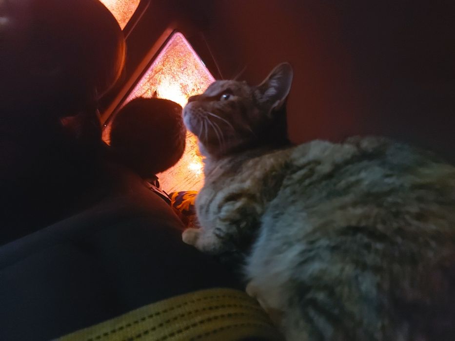 Мысық тар тегін,1қыз,1ұл