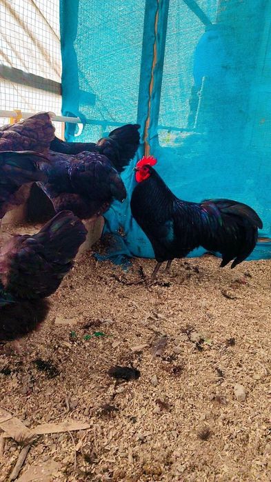 Астролог тоза зотли товух тухум хамда жужаларига заказ оламиз