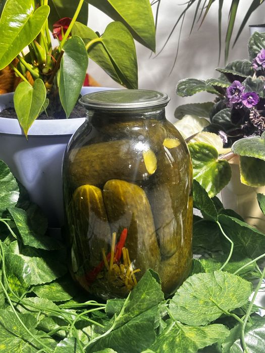 Домашные Соленные огурцы и ассорти