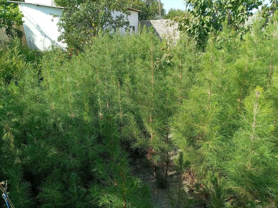 Сосна ва бошқа турдаги арчалар!