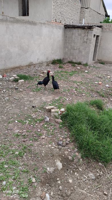 Dakan xoʻroz 10 oylik