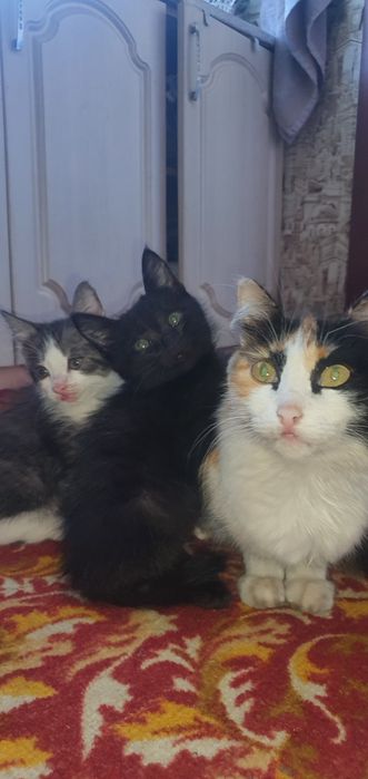 Отдам котят в добрые руки