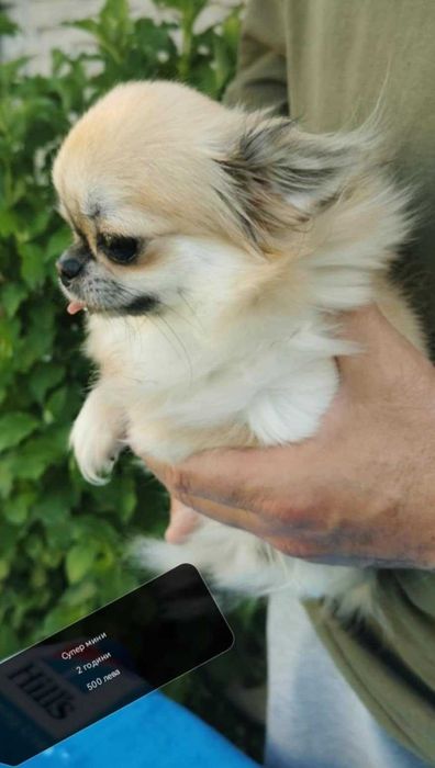 Чихуахуа ИСТИНСКИ !!!