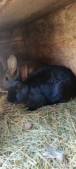 Vând iepuri de 9 luni