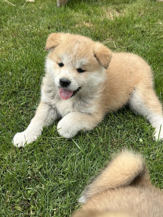 Pui akita inu japonez