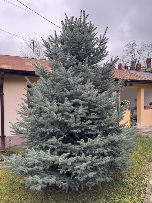 Brad natural argintiu 4 metri Iasi