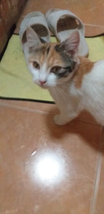 Отдам бесплатно кошечку
