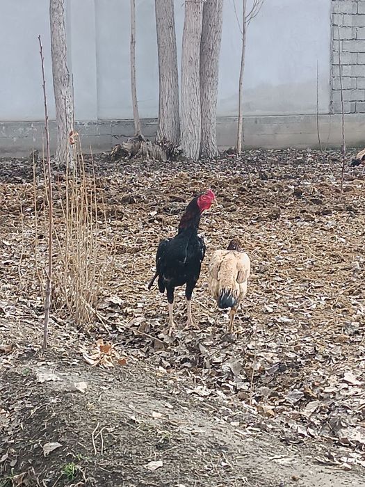 Дакан Жожа яахши сер калтак