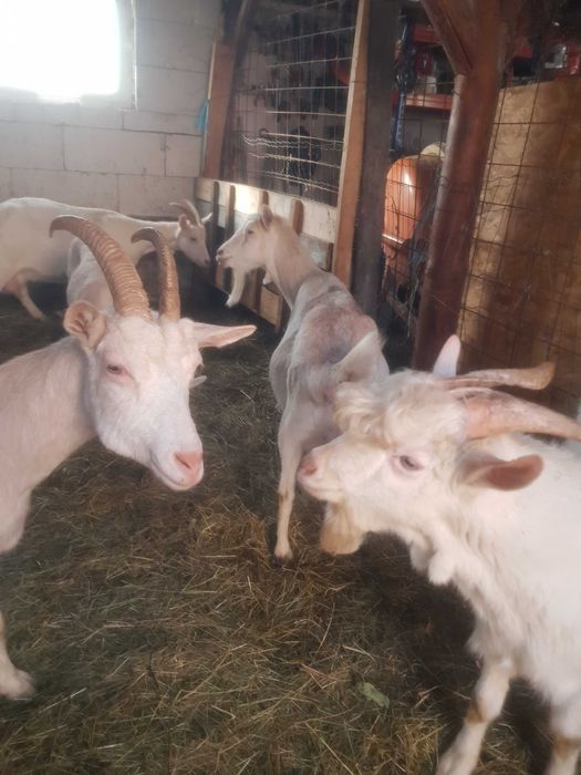 Vand capre foarte bune