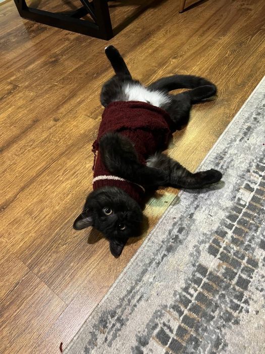 Отдам котика в добрые руки