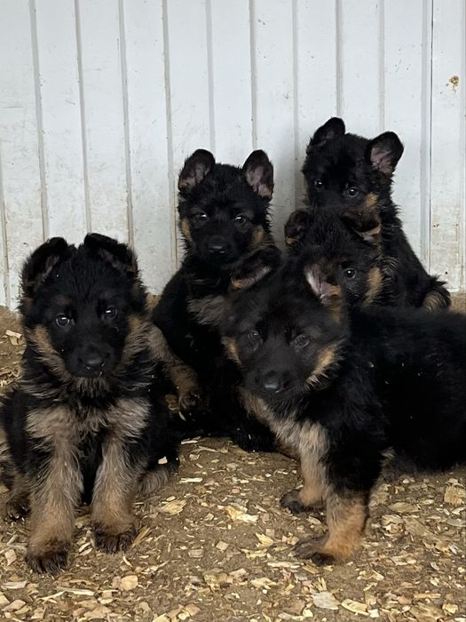 Щенки немецкой овчарки
