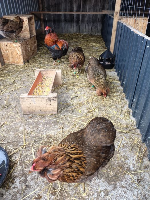 Vând ouă de araucana