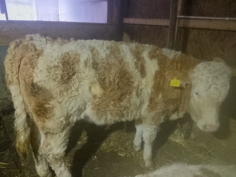 Vitele BR linie carne