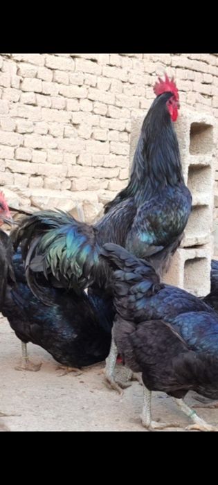 Хакикий эски зот гигант корашахзода